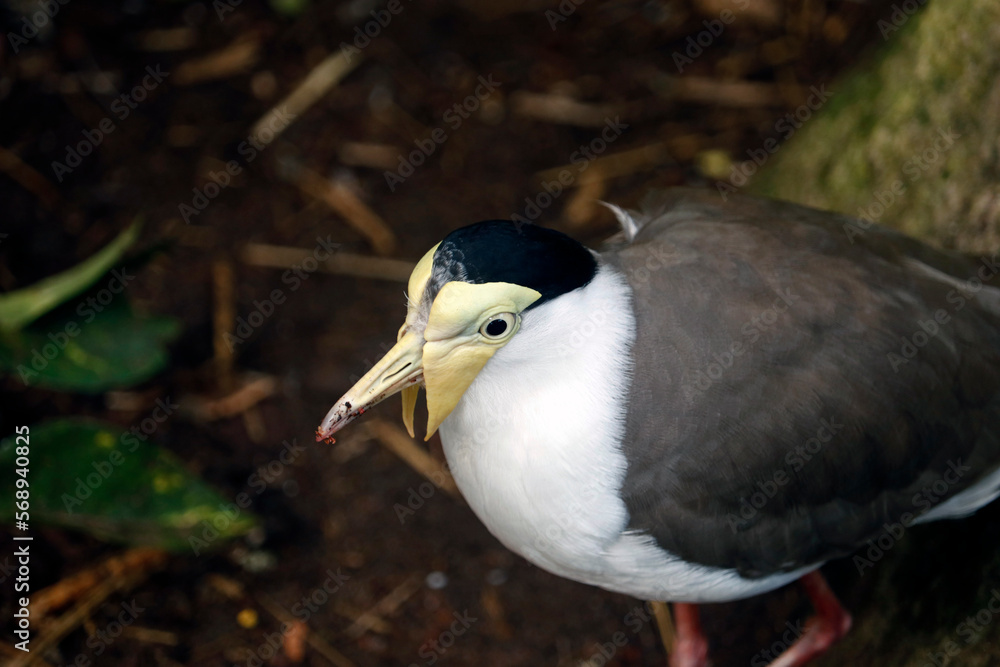The masked lapwing (Vanellus miles) is a large, common and conspicuous bird native to Australia, particularly the northern and eastern parts of the continent The masked lapwing (Vanellus miles) is a large, common and conspicuous bird native to Australia, particularly the northern and eastern parts of the continent