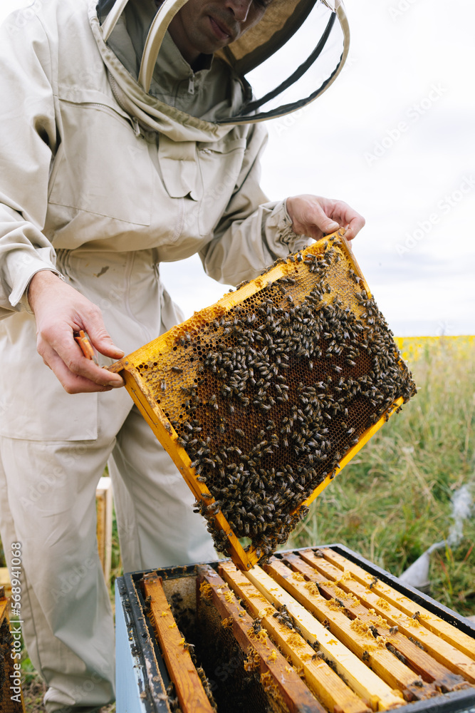 Apiarist agriculture production beehive Apiarist agriculture production beehive