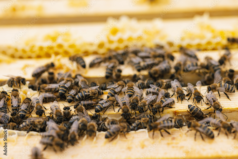 Honeybee agriculture beehive Honeybee agriculture beehive