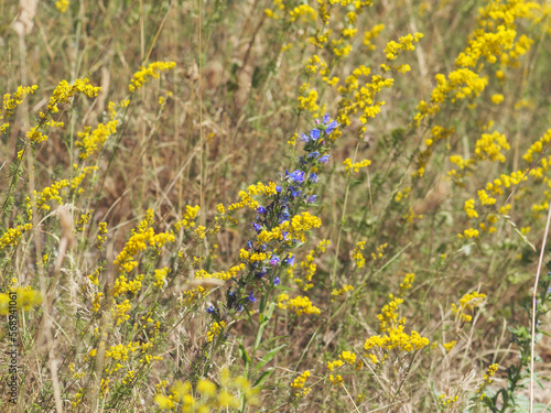 yellow bedstraw and viper's bugloss