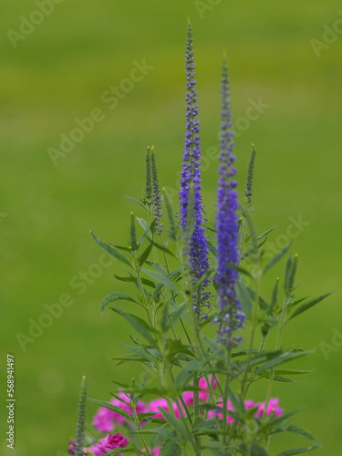 spiked speedwell