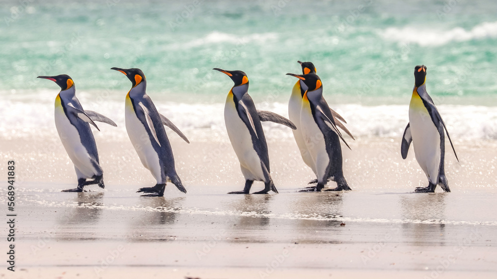 Obraz premium Volunteer Point, Falkland Islands, UK