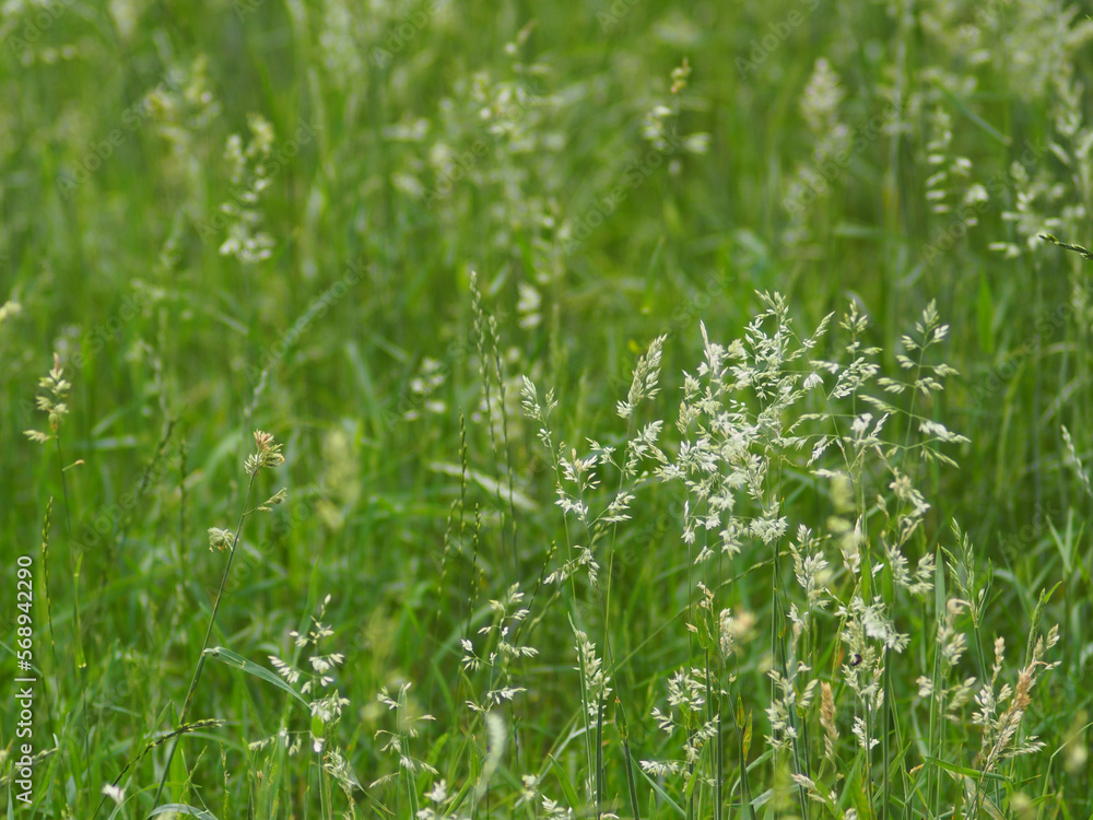 grasses grasses
