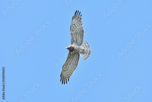 Schlangenadler im Flug