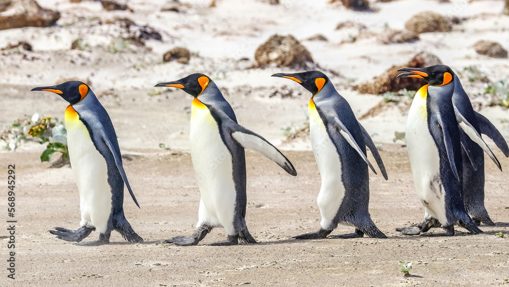 Fototapeta premium Volunteer Point, Falkland Islands, UK