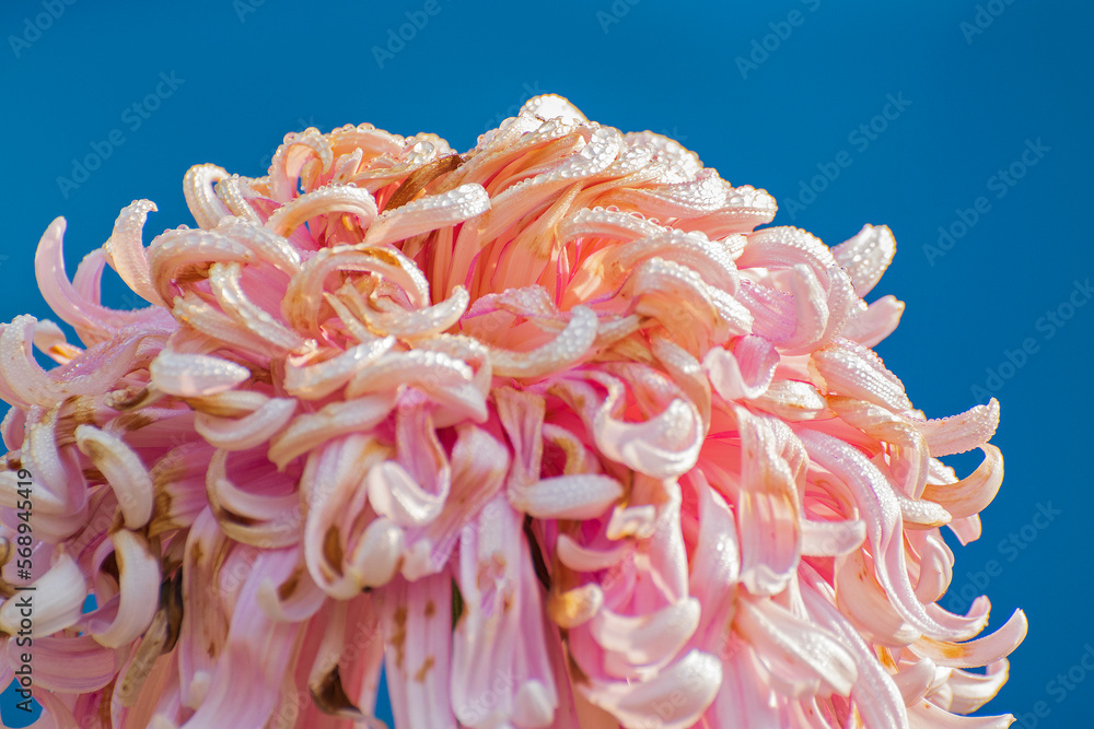 Pink Dahlia flower petals with dew drops on them. Dahlia is bushy, tuberous, herbaceous perennial plants, Asteraceae family of dicotyledonous plants. Blue Background. Flower stock image.