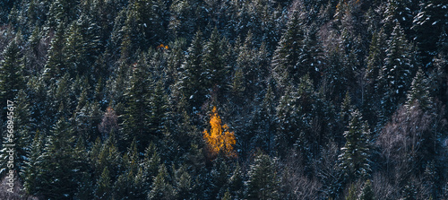 Wallpaper Mural Lonely tree orange color in the middle of a panoramic landscape of some evergreen fir trees covered with snow. Concept of being different, standing out, being unique. Wintertime, vacations, holidays. Torontodigital.ca