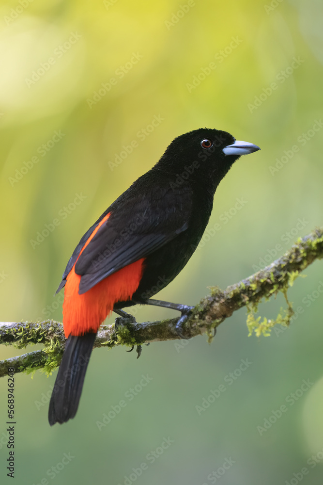 Fototapeta premium Male Scarlet-rumped Tanager bird in Costa Rica rainforest