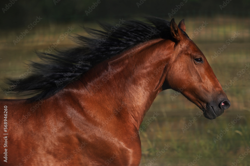 Fototapeta premium Wild Horse fast Running in natural