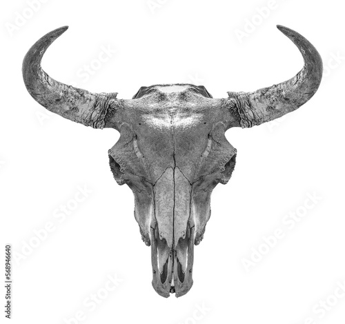Bison head skull on a transparent background. isolated object. Element for design