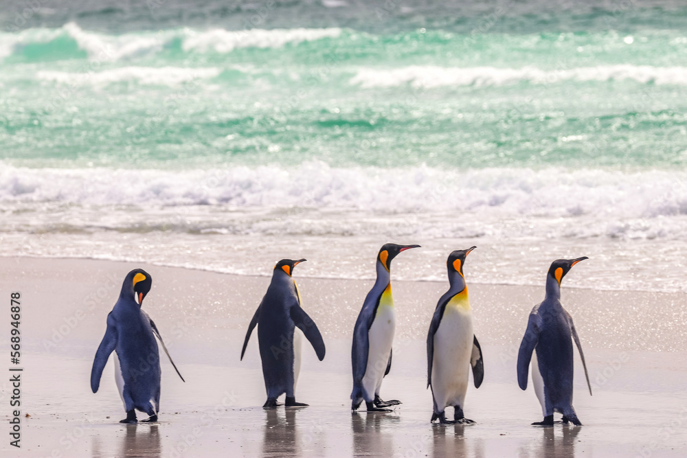 Obraz premium Volunteer Point, Falkland Islands, UK