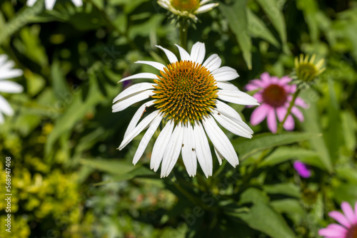 Wallpaper Mural White coneflower in a garden Torontodigital.ca