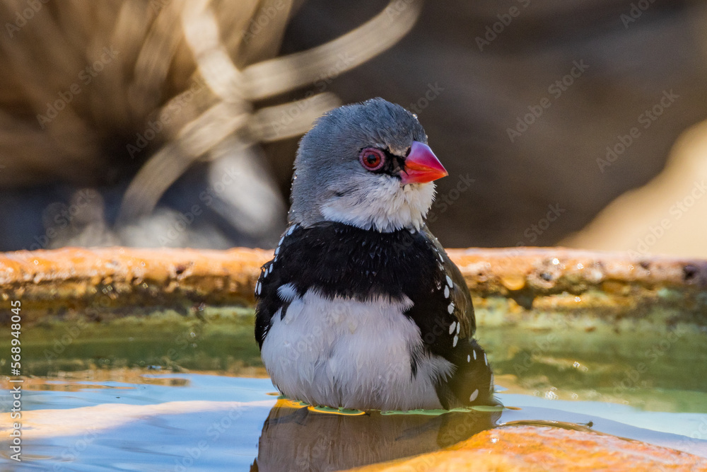 Obraz premium Diamond Firetail in Victoria Australia