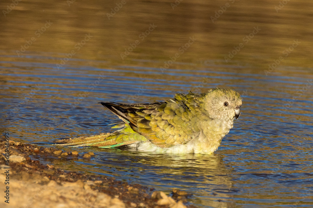 Red-rumped Parrot in Victoria Australia Red-rumped Parrot in Victoria Australia