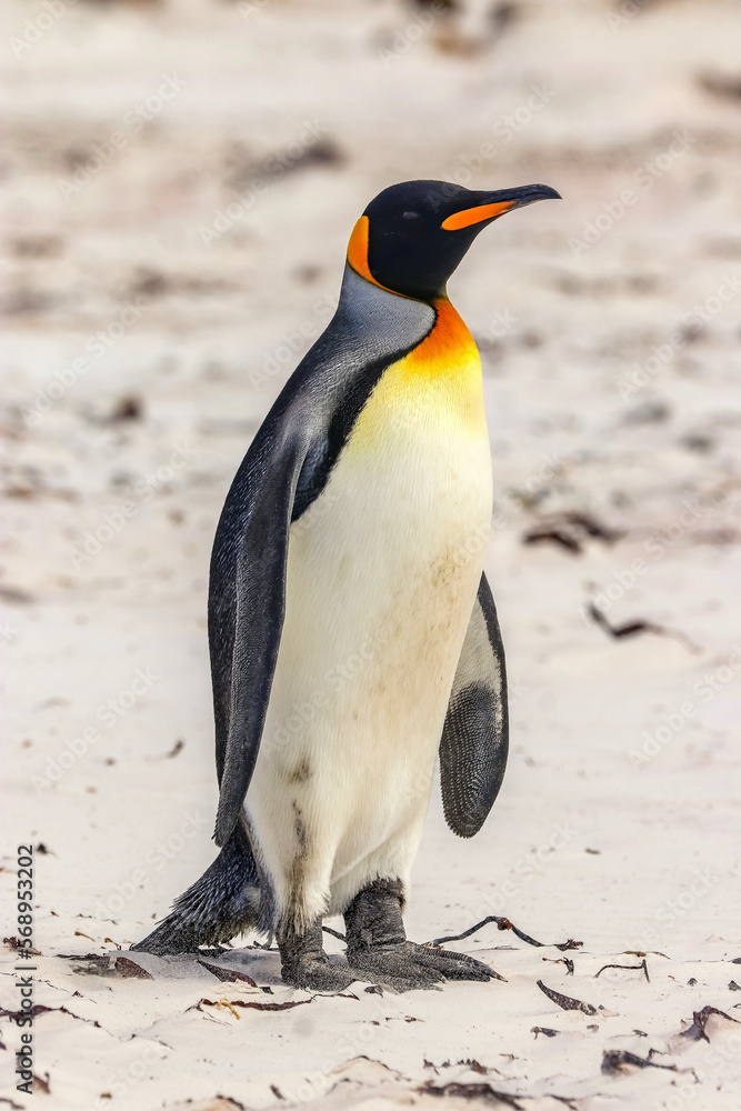 Naklejka premium Volunteer Point, Falkland Islands, UK
