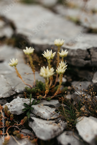 Wild yellow flower photo