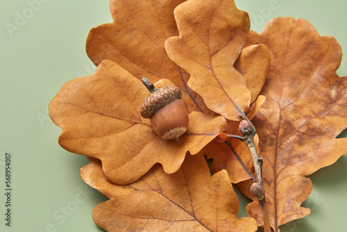 Close up of oak brown leaves and acorn. photo