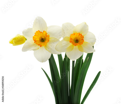 Spring floral border, beautiful fresh daffodils flowers, isolated on white background. Selective focus 