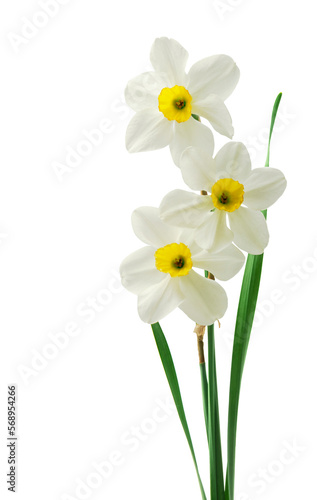 Spring floral border, beautiful fresh daffodils flowers, isolated on white background. Selective focus
