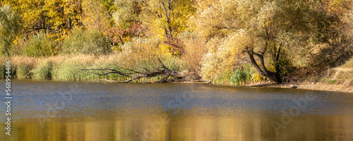 Autumn panorama landscape by the lake. Colorful trees on sunny day with reed and reflective water