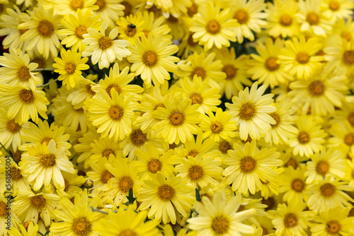 Light yellow chrysanthemums full bloom top view © Blubird