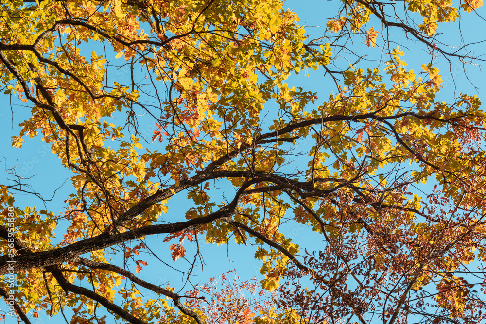 Autumn oak tree branches with colorful leaves close-up on blue sky background, golden season, nature patterns