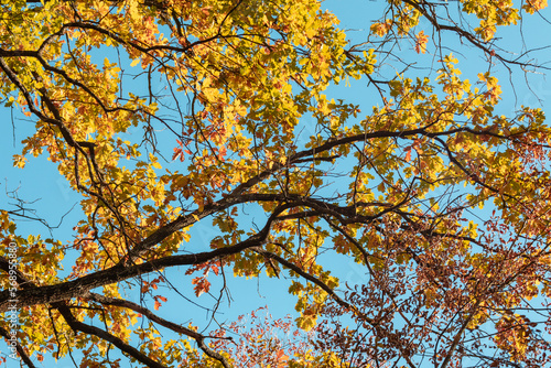 Autumn oak tree branches with colorful leaves close-up on blue sky background  golden season  nature patterns