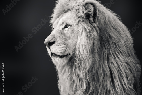 Black and white lion portrait, looking left close-up with dark blurred background. Wild animals, big cat profile