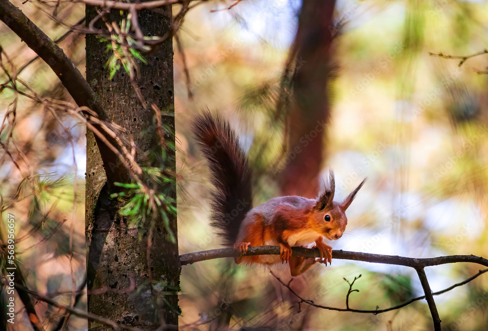 Eurasian red squirrel(Sciurus vulgaris)sits on tree branch.Funny flaffy squirrel sits on a tree branch.Beautiful background with bokeh.Beautiful yellow green spring colors on a background.Spring time Eurasian red squirrel(Sciurus vulgaris)sits on tree branch.Funny flaffy squirrel sits on a tree branch.Beautiful background with bokeh.Beautiful yellow green spring colors on a background.Spring time
