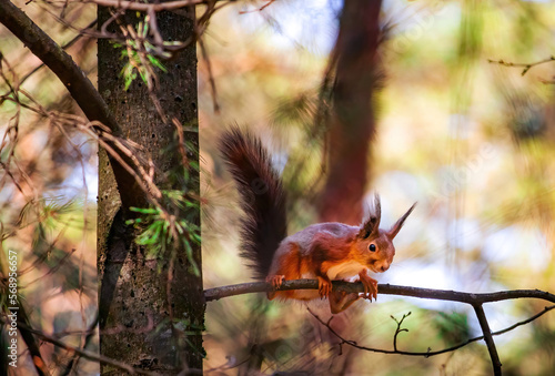 Eurasian red squirrel(Sciurus vulgaris)sits on tree branch.Funny flaffy squirrel sits on a tree branch.Beautiful background with bokeh.Beautiful yellow green spring colors on a background.Spring time