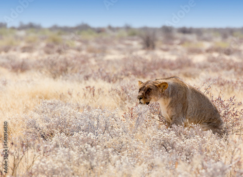 Photo of a female lion