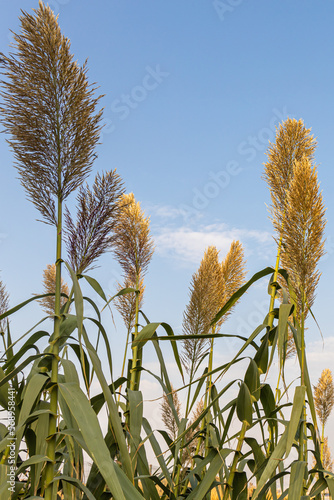 Dry yellow Cortaderia Selloana Pumila feather pampas grass with is on a blue sky with white clouds background in the park. Vertical