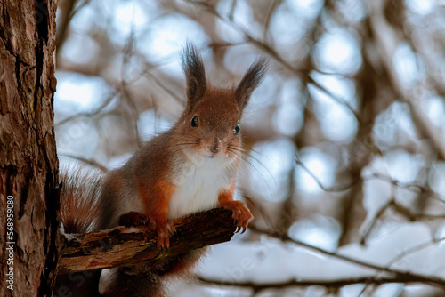 Eurasian red squirrel  Sciurus vulgaris  sits on a snowy tree branch and looks straight at the camera. Squirrel paws with claws. Beautiful background with bokeh. Winter in Eastern Europe  Riga  Latvia