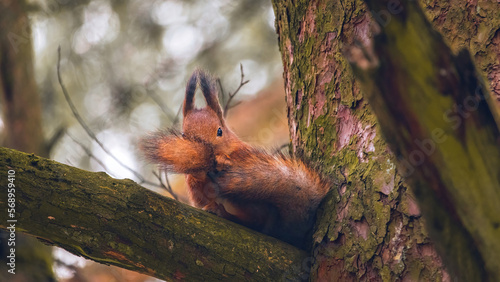 Eurasian red squirrel(Sciurus vulgaris)cleans fluffy tail on a tree branch and looks straight at the camera.Squirrel paws with claws. Beautiful background with bokeh.Spring in Eastern Europe,Latvia