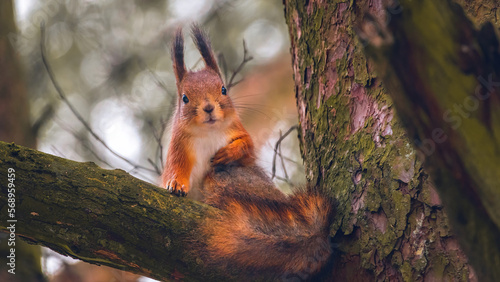 Eurasian red squirrel(Sciurus vulgaris)with fluffy tail sits on a tree branch and looks straight at the camera.Squirrel paws with claws. Beautiful background with bokeh.Autumn in Eastern Europe,Latvia