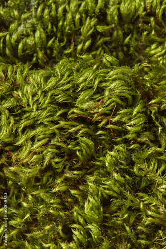 Close up of natural green moss texture. photo