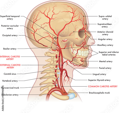 Medical illustration of the major arteries of the head and neck, with annotations.