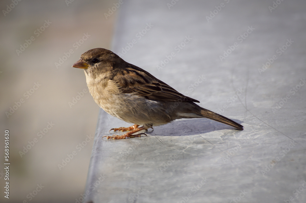 house sparrow passer domesticus house sparrow passer domesticus