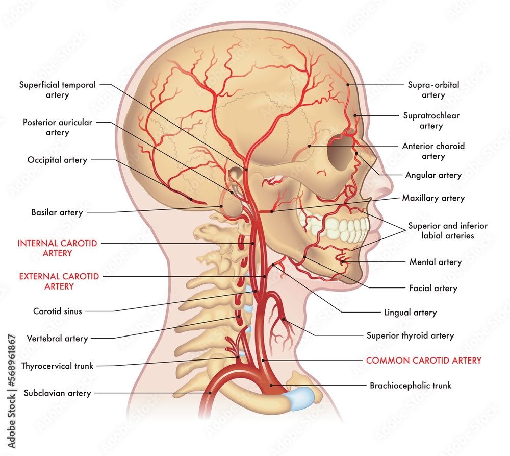 Poster, Print Medical illustration of the major arteries of the head and neck, with annotations, 40x35.7 cm