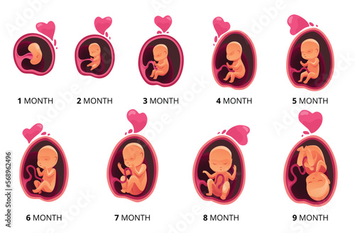 Fotografiet Embryo month stage growth, fetal development vector flat infographic icons