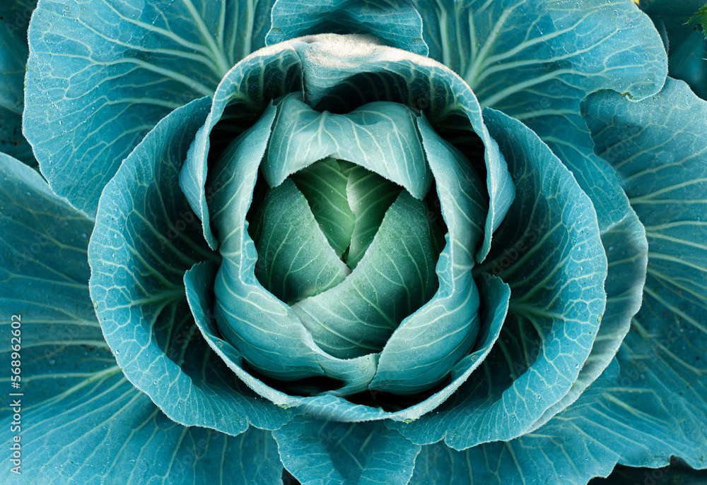 Obraz premium Soft focus of Big selection variety cabbage Brassica in the garden. Cabbage grow in the garden. agriculture. Healthy food for humans. The cultivation of cabbage. harvest concept