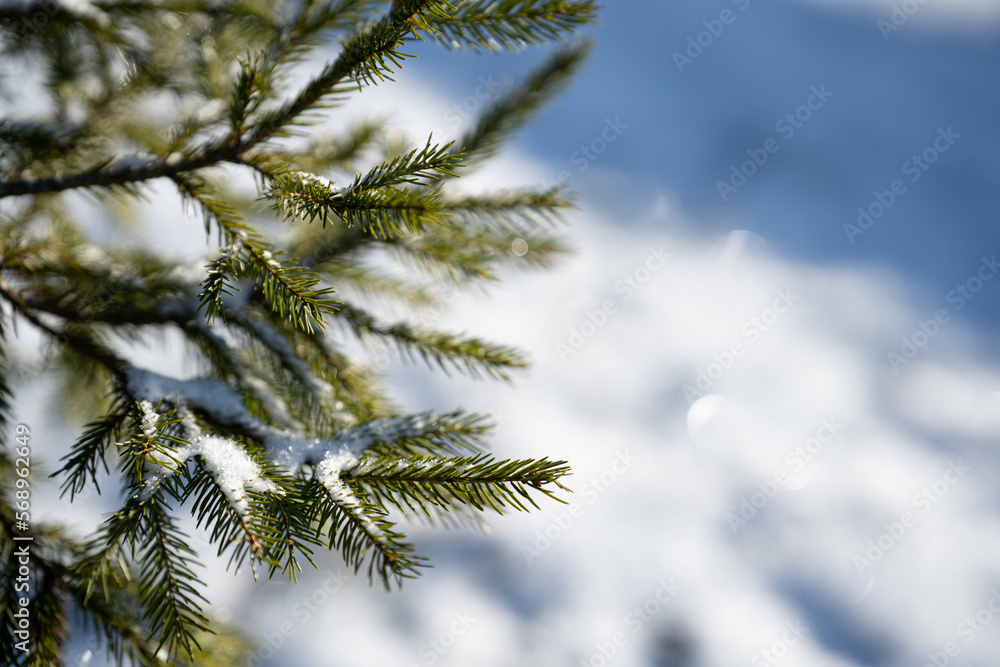Winter season closeup photo of branches of a spruce tree with snow backround. Horizontal photograph.
Winter season closeup photo of branches of a spruce tree with snow backround. Horizontal photograph.