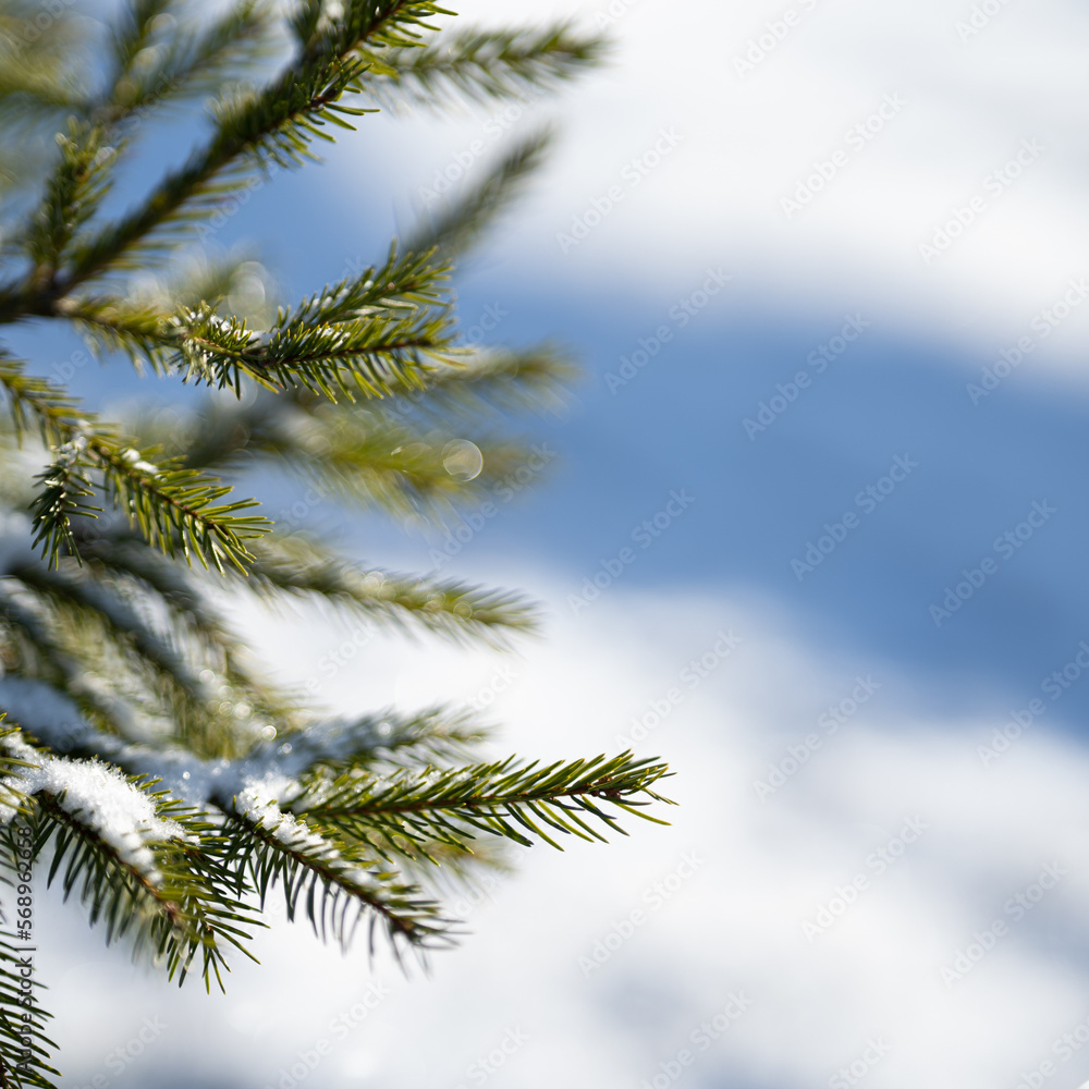 Winter season closeup photo of branches of a spruce tree with snow backround. 1x1 square shaped photograph.
