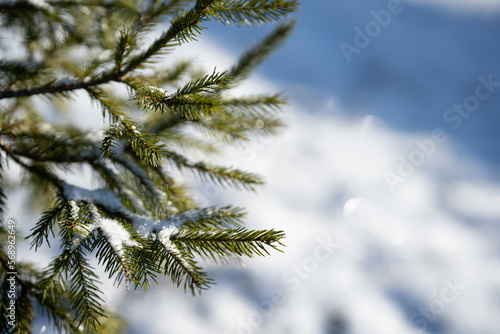 Winter season closeup photo of branches of a spruce tree with snow backround. Horizontal photograph.  © AnnaKoo