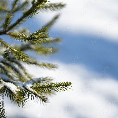 Winter season closeup photo of branches of a spruce tree with snow backround. 1x1 square shaped photograph. 
