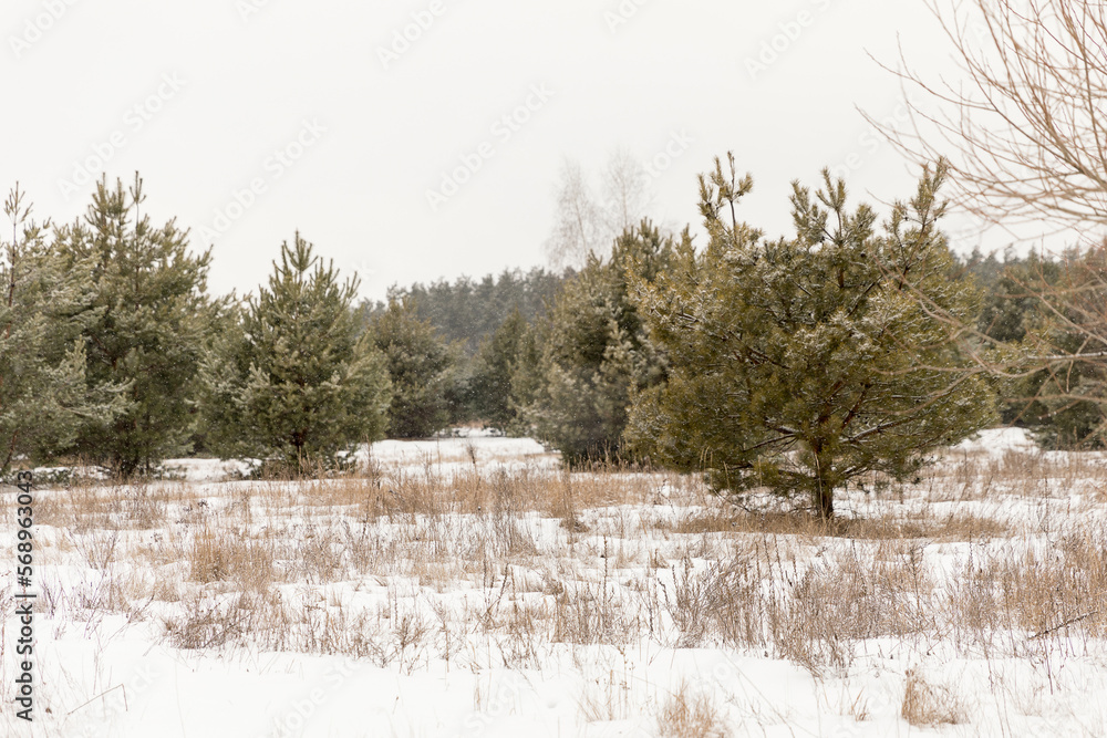 custom made wallpaper toronto digitalgreen pine trees on the background of a snowy field