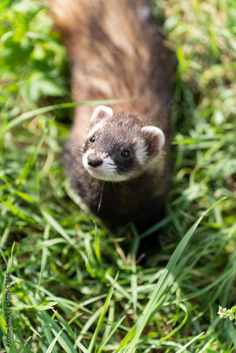 ferret in the grass