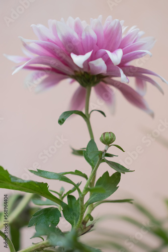 Up close  a pink and white Dahlia flower. With pretty green stem and leaves.Background with nothing pink.