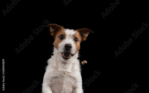 happy dog Jack Russell Terrier on dark background. funny pet catches the pieces