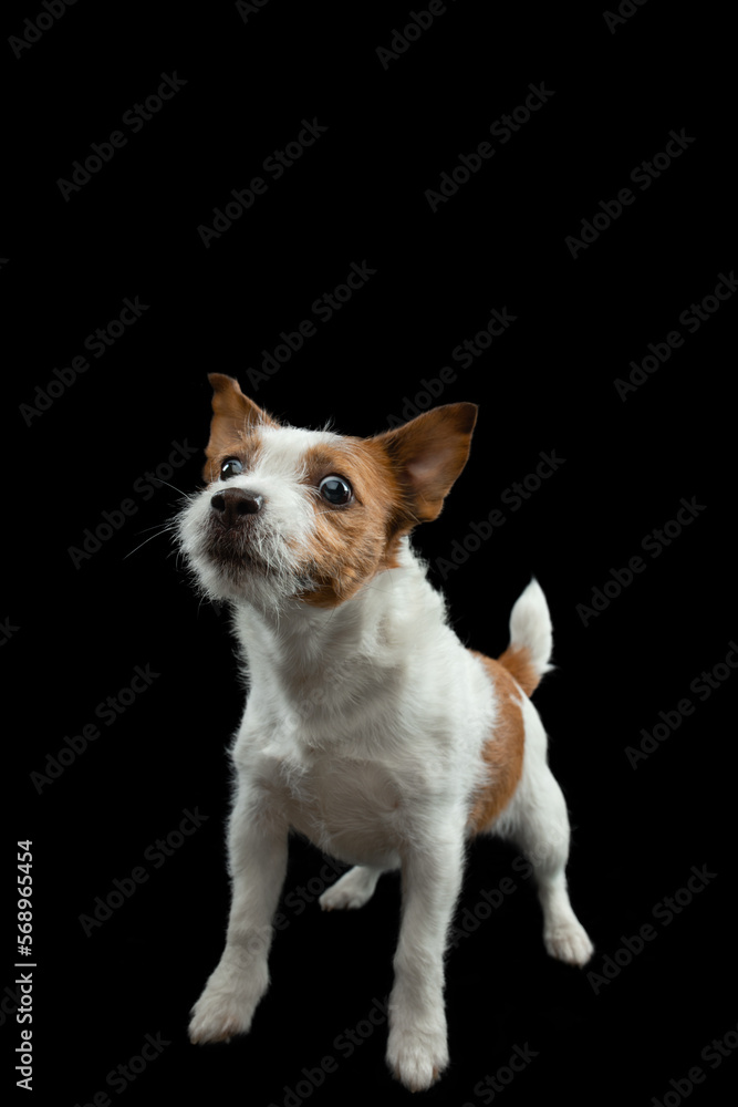 happy dog Jack Russell Terrier on dark background. funny pet catches the pieces happy dog Jack Russell Terrier on dark background. funny pet catches the pieces
